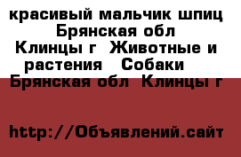 красивый мальчик шпиц - Брянская обл., Клинцы г. Животные и растения » Собаки   . Брянская обл.,Клинцы г.